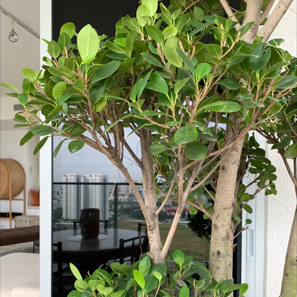 Photo of the plant species Contorted Chinese Banyan by @ianzjdp named Puffy B on Greg, the plant care app
