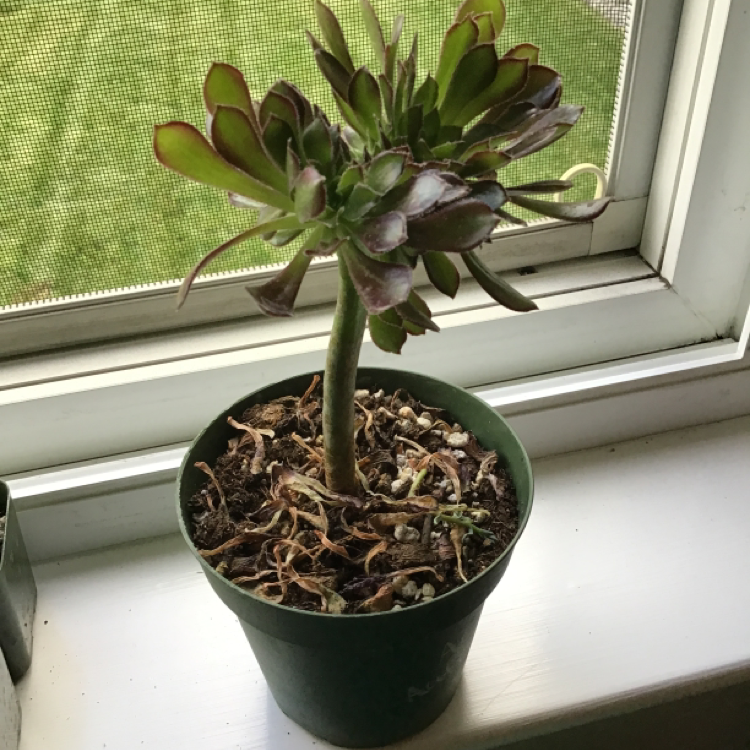 Photo of the plant species Purple Rose by Bob named Irish Rose on Greg, the plant care app