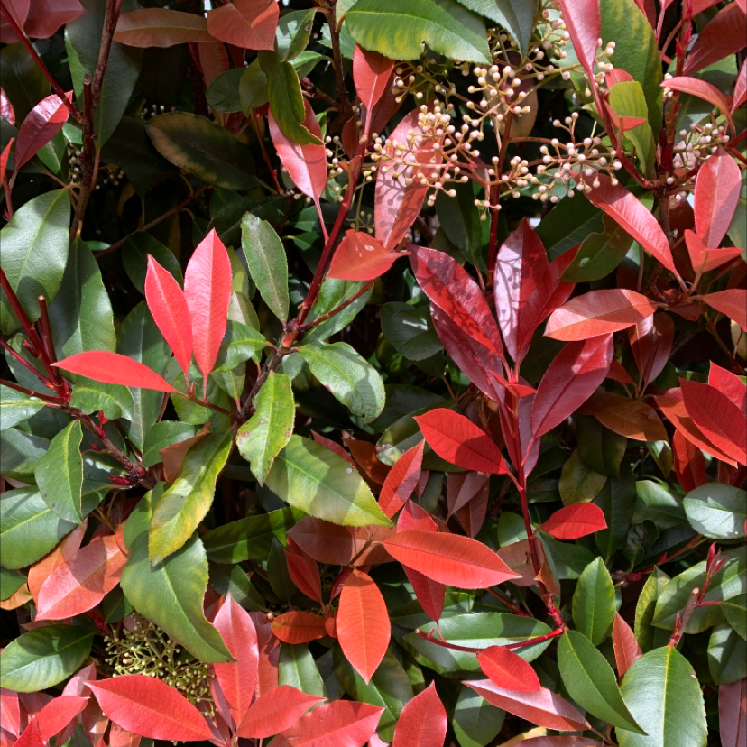 Photo of the plant species Japanese photinia by Cindy  named Photinia on Greg, the plant care app