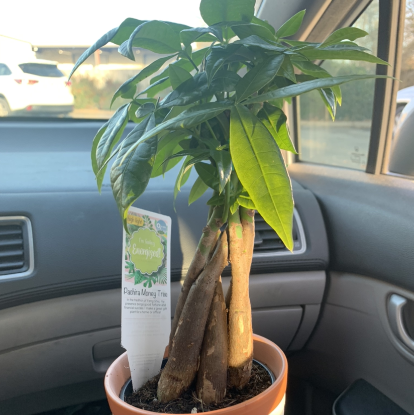 Money Tree plant photo by @tyralauryn named Earnie on Greg, the plant care app.
