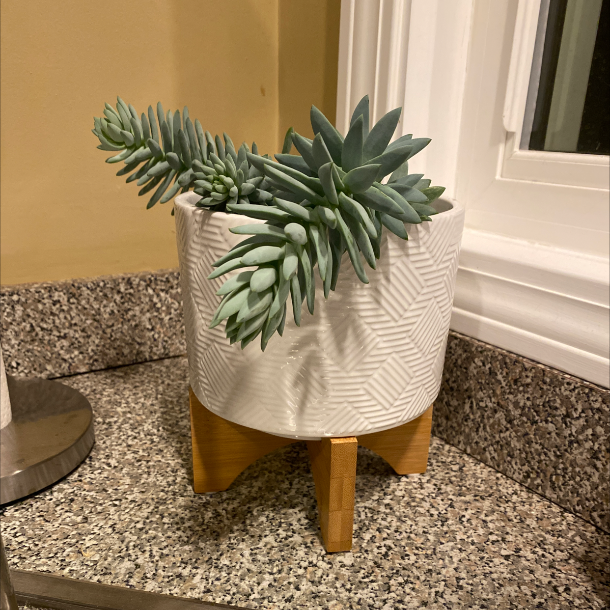 Pale Stonecrop succulent in a white geometric pot on a granite countertop.