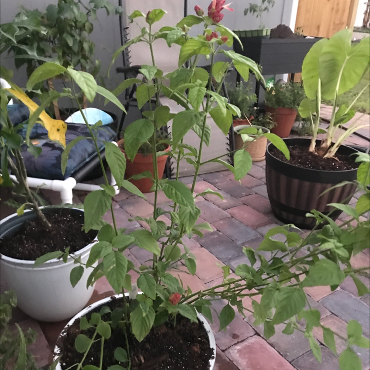 Photo of the plant species Shrimp Plant by @Shannotate named Shrimp on Greg, the plant care app