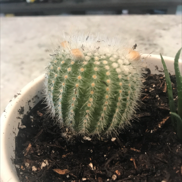 Balloon Cactus in a pot with visible soil, appears healthy.