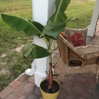 Banana plant in Flagler Beach, Florida