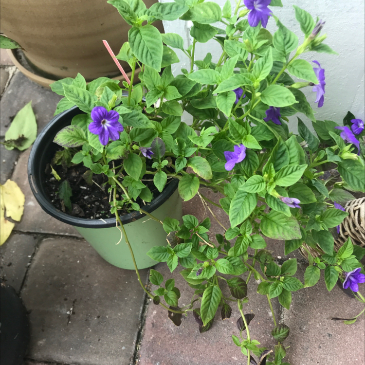 Photo of the plant species Browallia by @Shannotate named Shakira on Greg, the plant care app