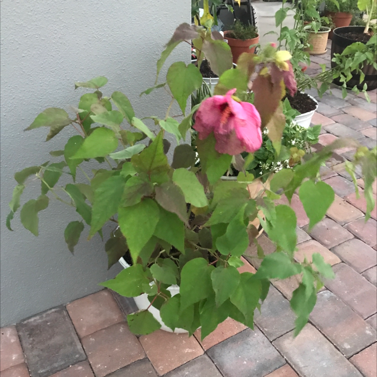 Photo of the plant species Crimsoneyed Rosemallow by @Shannotate named Biscuit on Greg, the plant care app