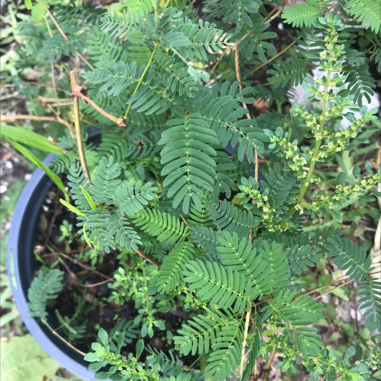 Photo of the plant species Sensitive Plant by @Shannotate named The lorax on Greg, the plant care app
