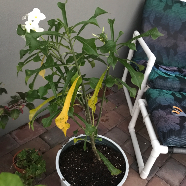 Photo of the plant species Fiddle Leaf Plumeria by @Shannotate named Honey on Greg, the plant care app