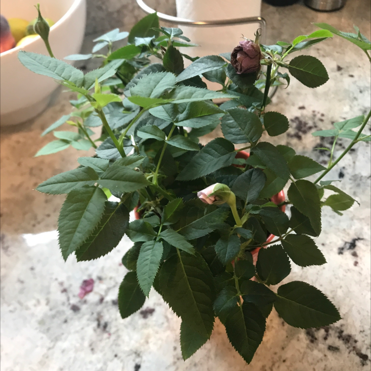 Photo of the plant species Beach Rose by @Shannotate named Dolores on Greg, the plant care app