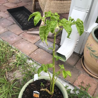 Habanero Pepper plant in Flagler Beach, Florida