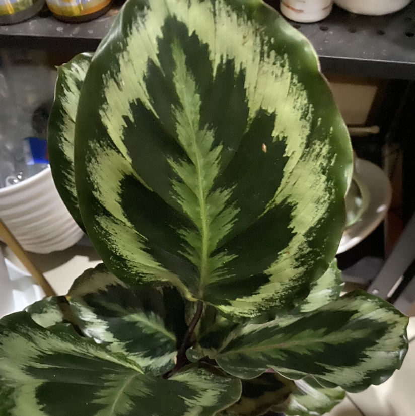 Photo of the plant species Calathea 'Shinestar' by Cam named Calathea shinestar on Greg, the plant care app