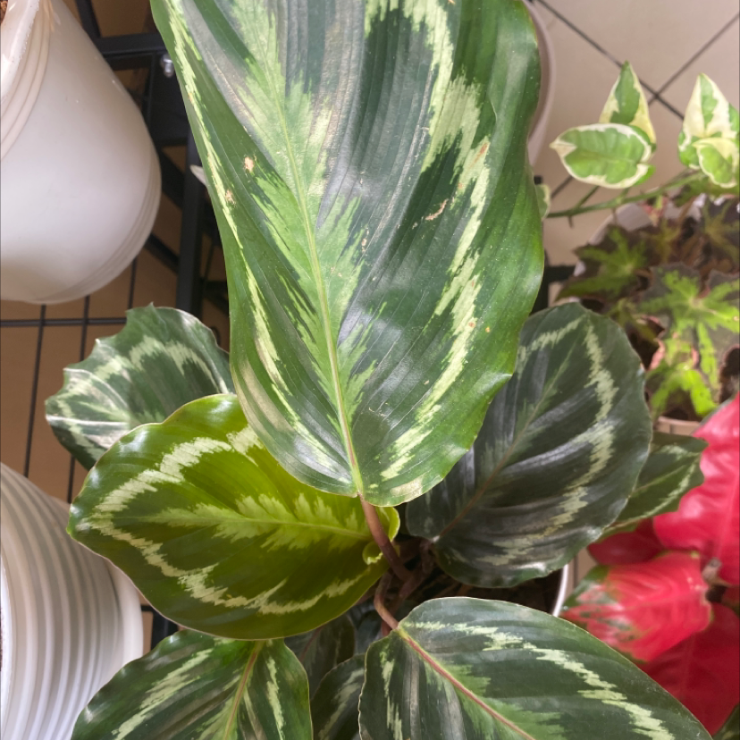 Calathea 'Medallion' plant with variegated leaves, well-framed and centered.