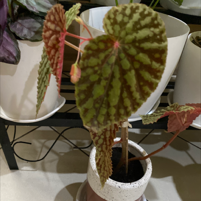 Photo of the plant species Begonia sizemoreae by Cam named Begonia on Greg, the plant care app