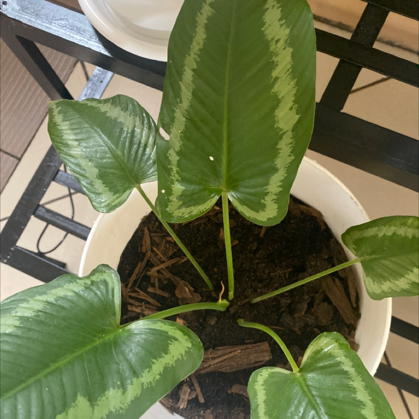 Schismatoglottis wallichii plant in a white pot with healthy green leaves.