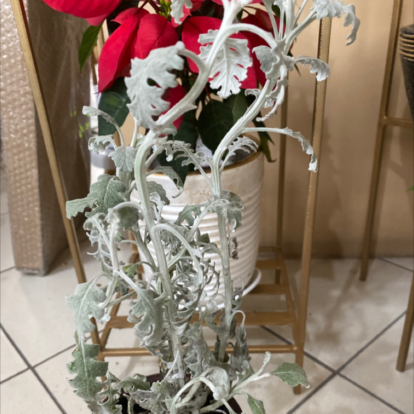 Silver Ragwort plant with silvery-white foliage indoors, another plant in the background.