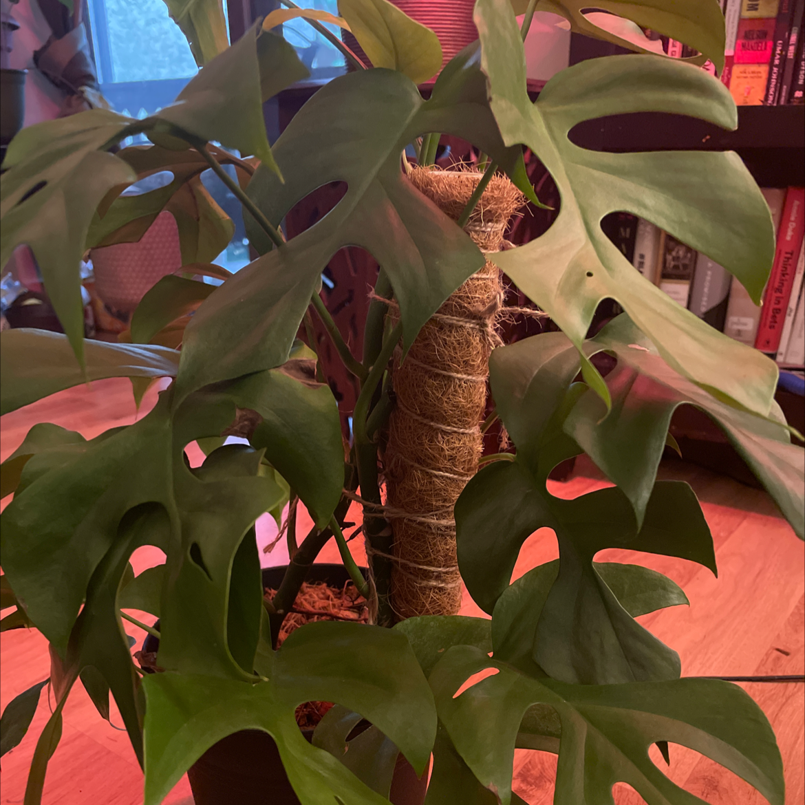 Monstera plant photo by Leigh named Sheba on Greg, the plant care app.