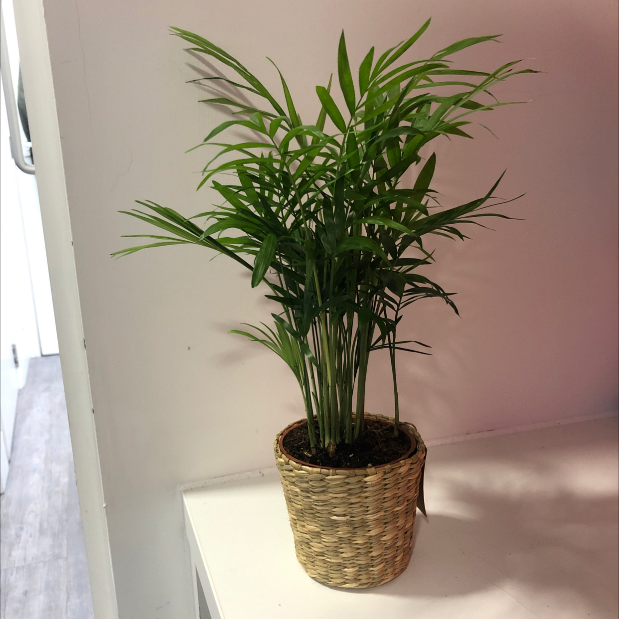 Parlour Palm plant photo by @Cleorico named Ziggy on Greg, the plant care app.