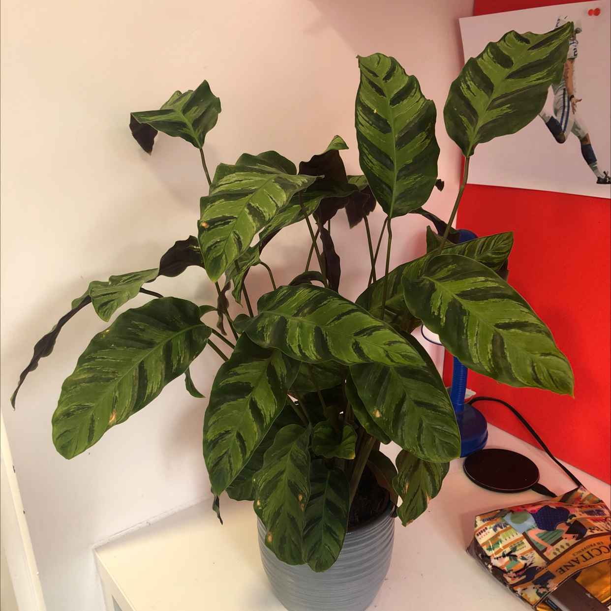 Calathea 'Freddie' plant photo by @Cleorico named Sammy on Greg, the plant care app.