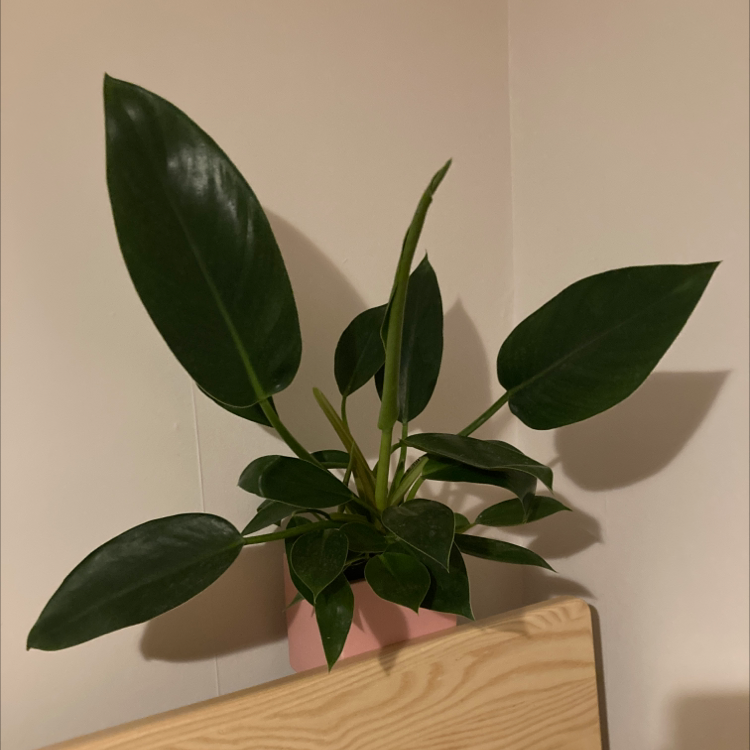 Photo of the plant species Philodendron 'Thai Congo' by Claudia named Congo on Greg, the plant care app