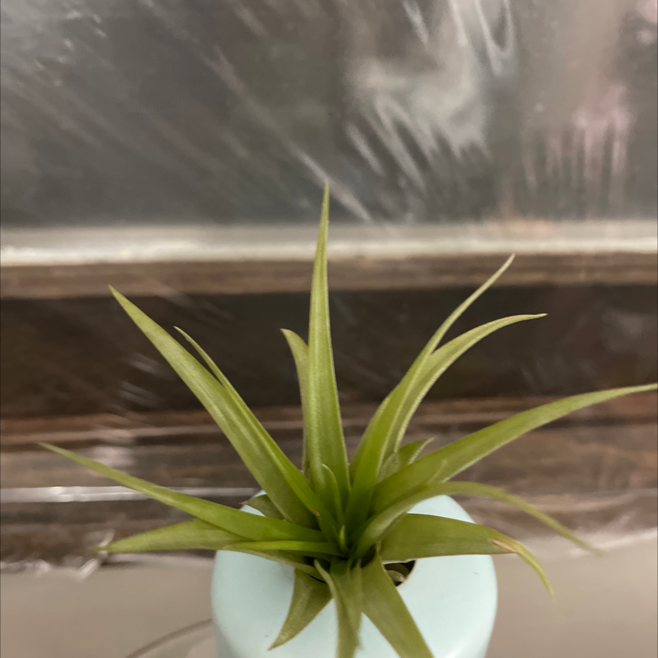 Photo of the plant species Spreading Airplant by Shanna named Your plant on Greg, the plant care app