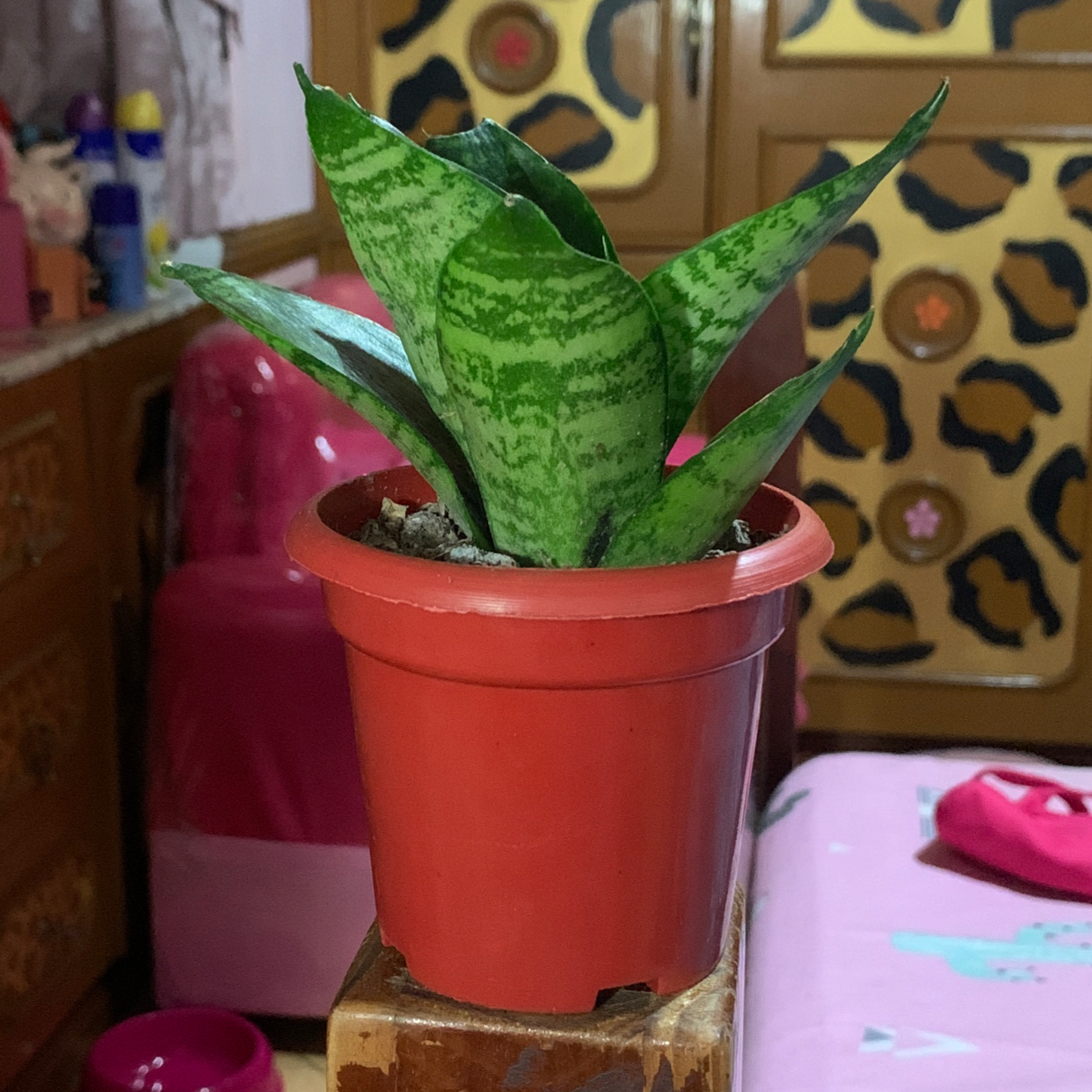 Snake Plant plant photo by @mylene named Planty on Greg, the plant care app.