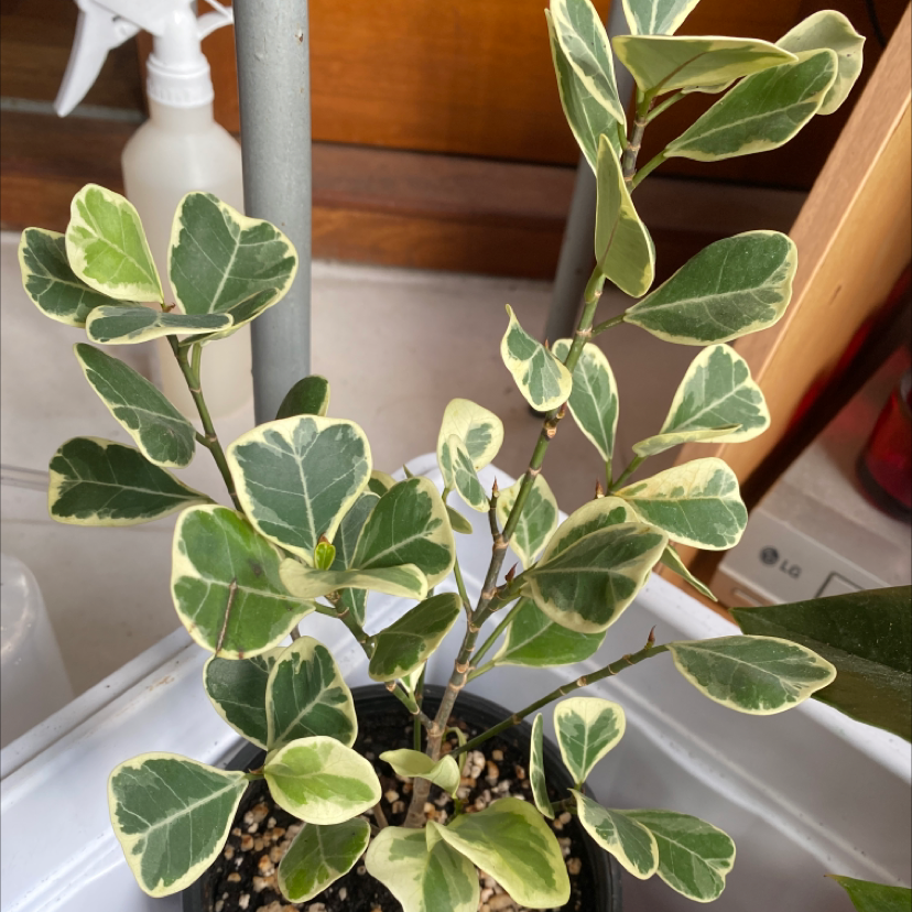 Fortune's Spindle plant with variegated green and cream-colored leaves in a small pot.