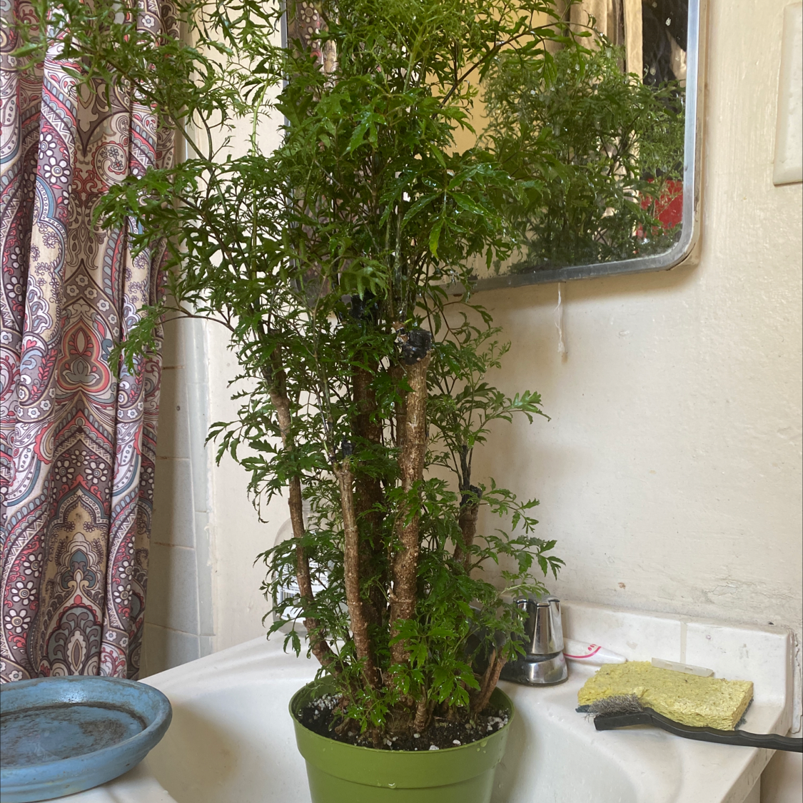 Ming Aralia plant in a green pot on a bathroom sink with lush green foliage.