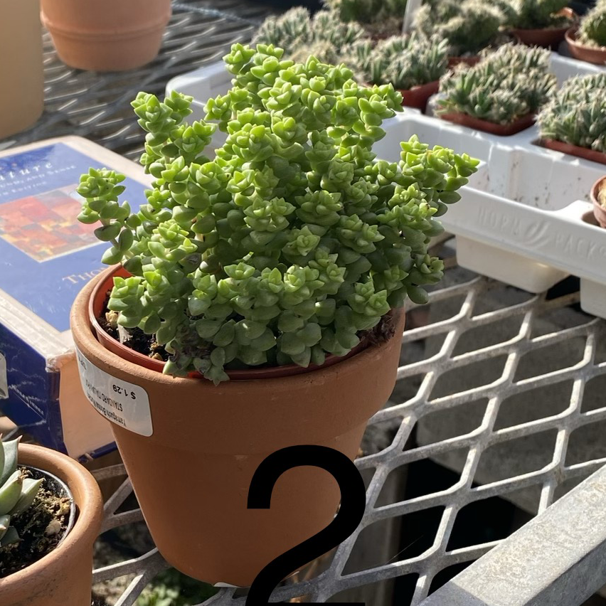 Potted Corsican Stonecrop on a metal grid surface with other plants in the background.