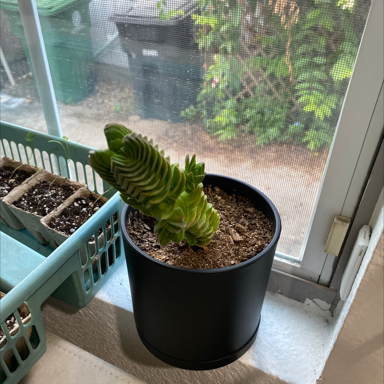 Crassula 'Buddha's Temple' plant in a black pot on a windowsill, healthy and well-framed.