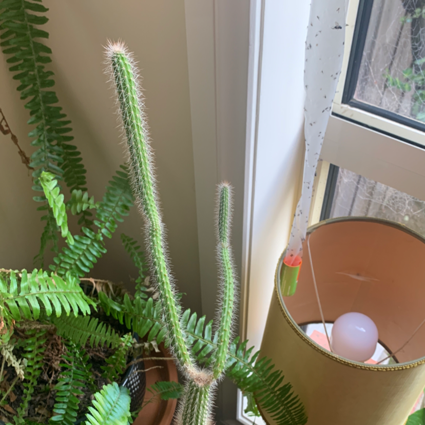 Mexican Night-Bloom Cereus cactus with ferns in the background near a window.