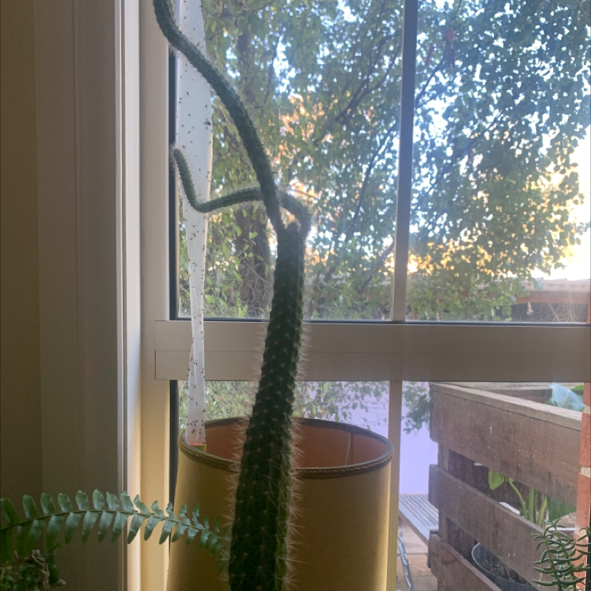 Photo of the plant species Madagascar Palm by @darcy named B on Greg, the plant care app