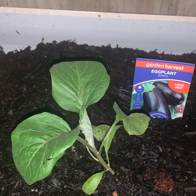 Photo of the plant species Eggplant by @darcy named Egg Helms on Greg, the plant care app
