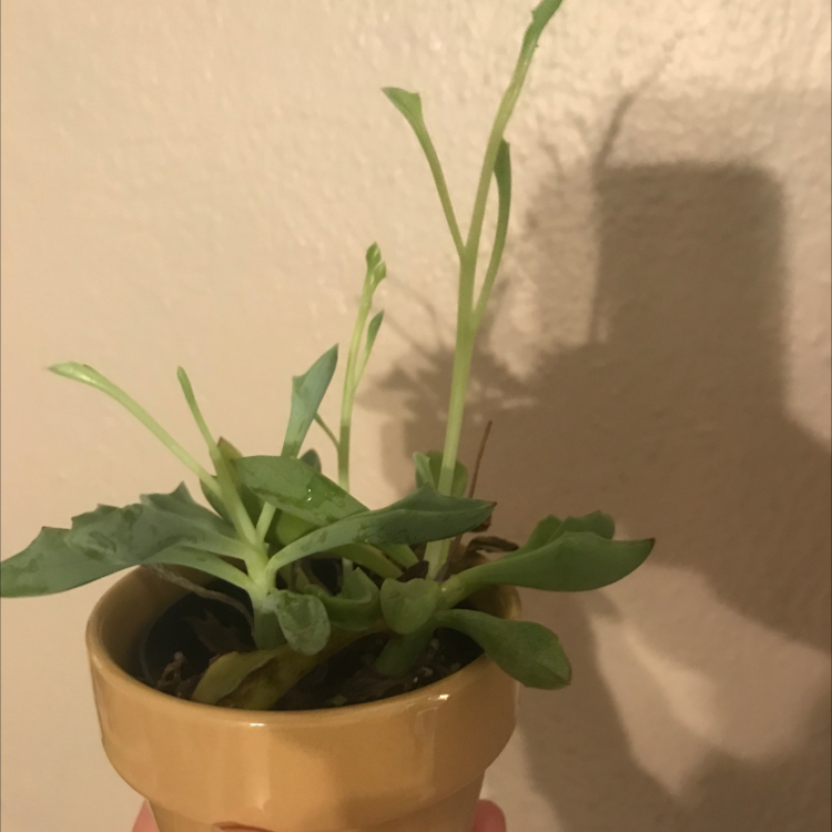 Potted Spear Head Senecio plant with some yellowing leaves and visible soil.