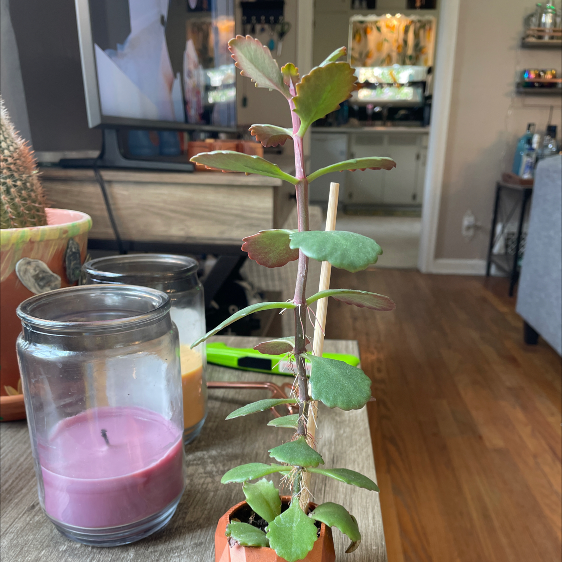 Lavender Scallops plant in a small pot with a wooden support stick, household items in the background.