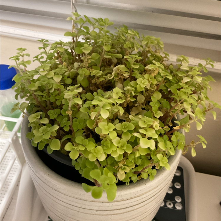 Photo of the plant species Japanese stonecrop by @Lillybea named Rosalie on Greg, the plant care app