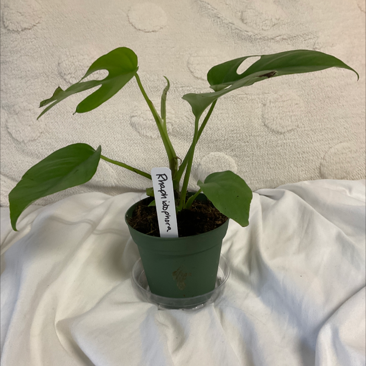 Rhaphidophora foraminifera plant photo by @Lillybea named Swiss Cheese on Greg, the plant care app.