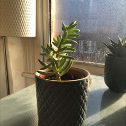 sedum 'sunset' plant