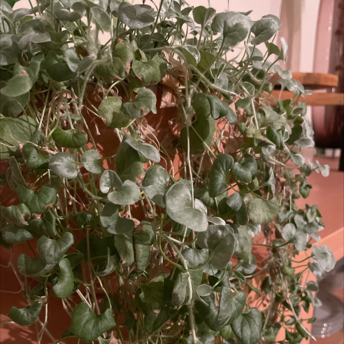 Photo of the plant species Silver Ponysfoot by Ash named Stevie on Greg, the plant care app