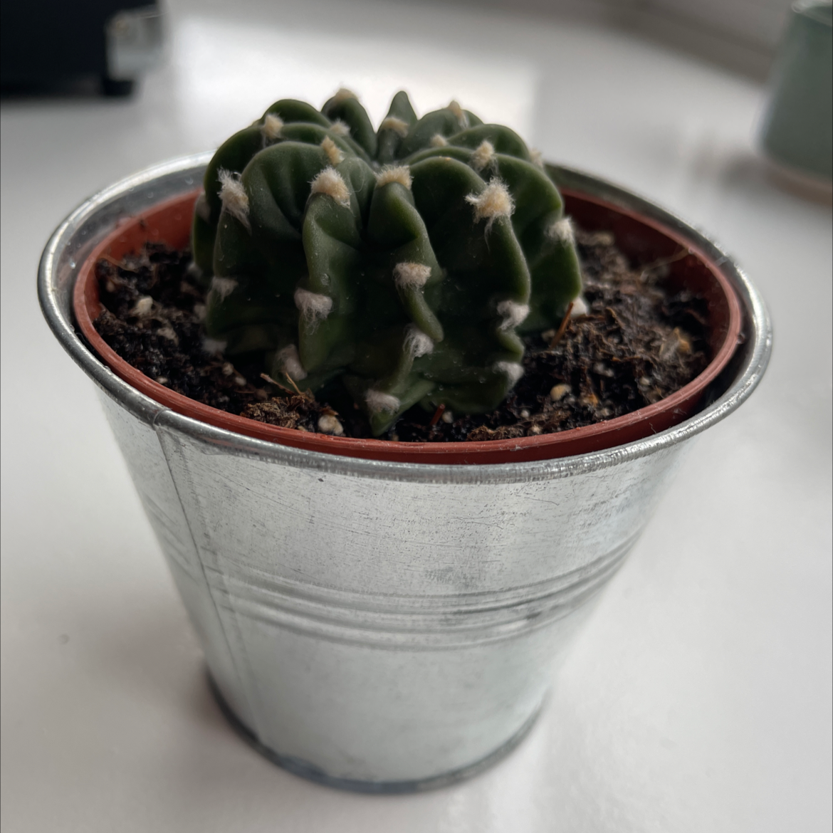Domino Cactus in a metal pot with visible soil, appears healthy.