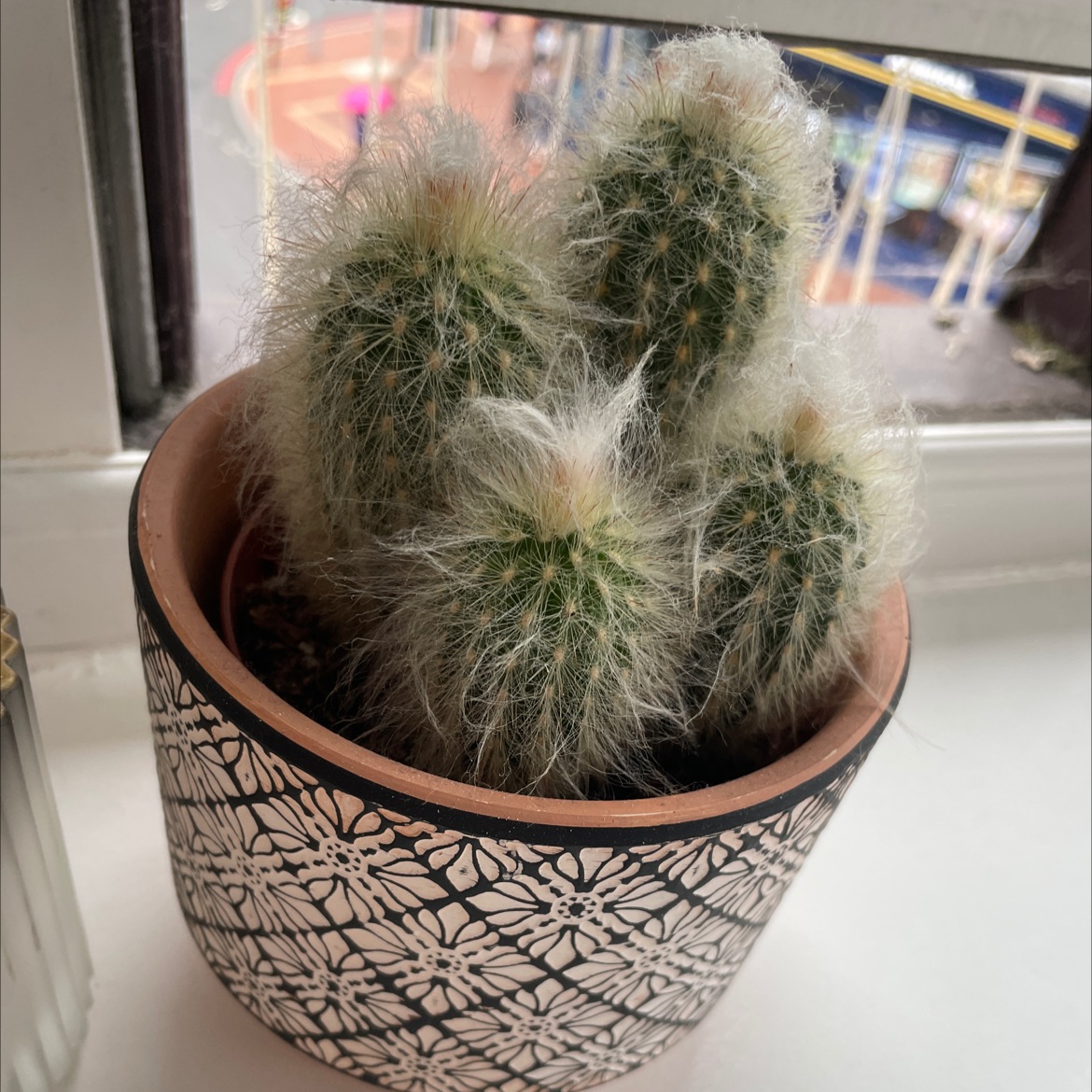 Photo of the plant species Peruvian Old Man Cactus by Phoebe named Caspar on Greg, the plant care app