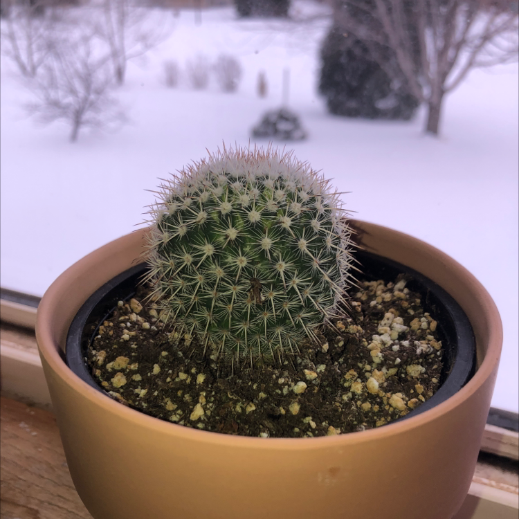 Healthy Simpson Hedgehog Cactus in a terracotta pot outdoors in the snow, with dense thin spines and no visible issues.