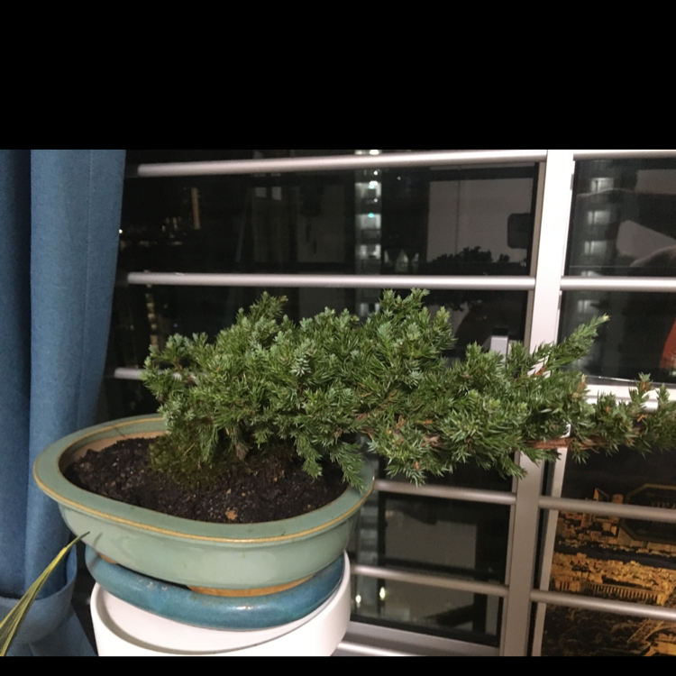 Potted Creeping Juniper plant indoors with dense green foliage.