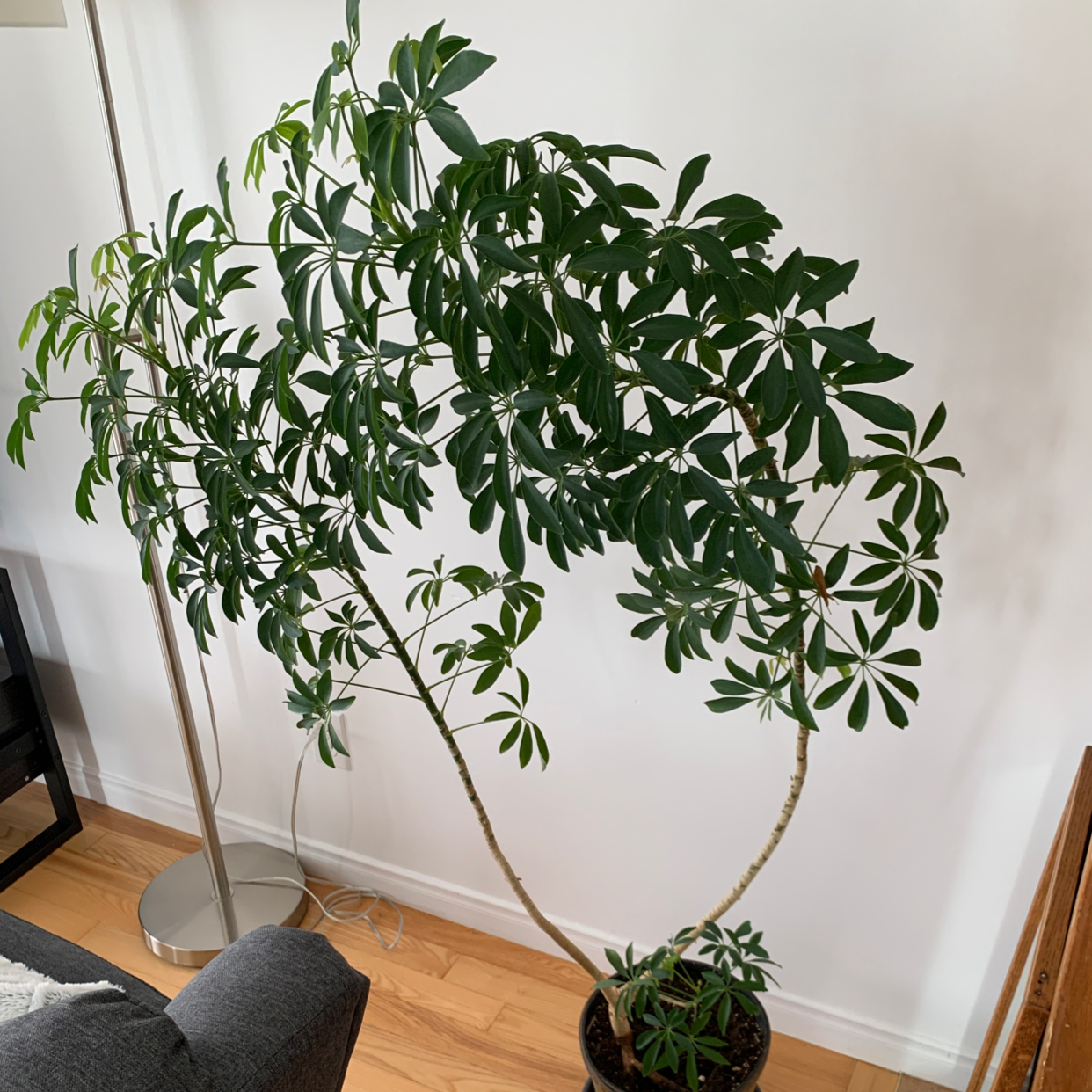 Photo of the plant species Dwarf Umbrella Tree by Louis-charles named Tree Diddy on Greg, the plant care app