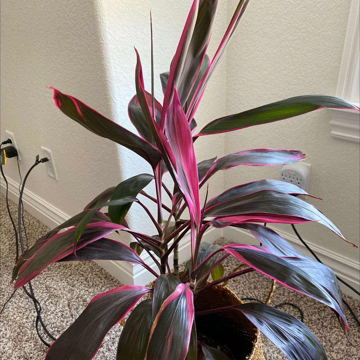 Photo of the plant species Ti Plant by Aubrey named Rosetta on Greg, the plant care app