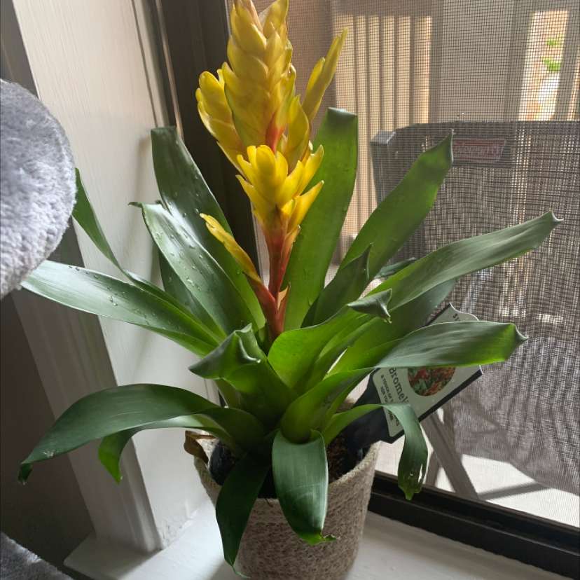 Bromeliad plant with vibrant green leaves and yellow inflorescence in a pot near a window.