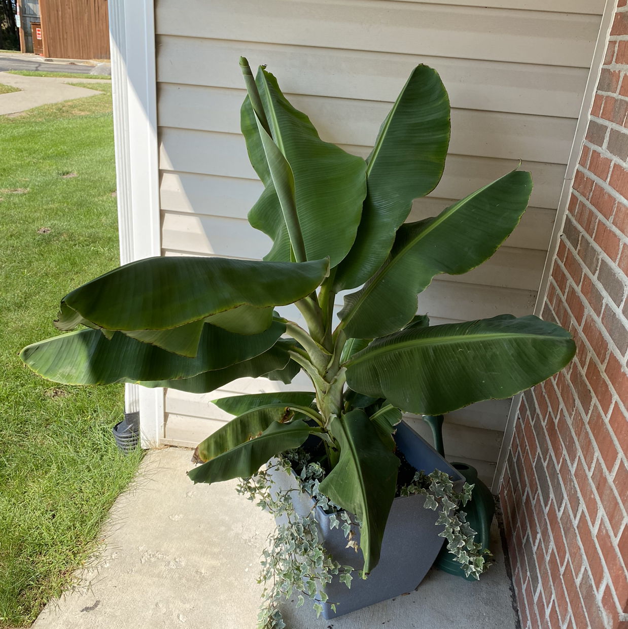 A healthy Abyssinian Banana plant with large green leaves in a pot outdoors.