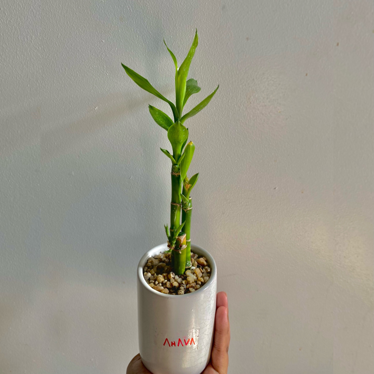Lucky Bamboo plant photo by @nusha named ahava on Greg, the plant care app.