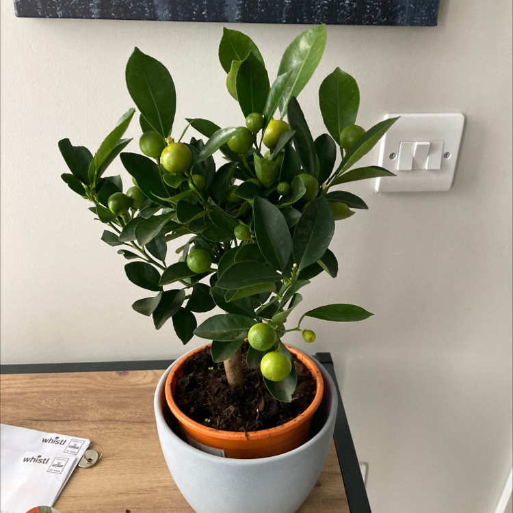Potted Oval kumquat plant with green leaves and small green fruits.
