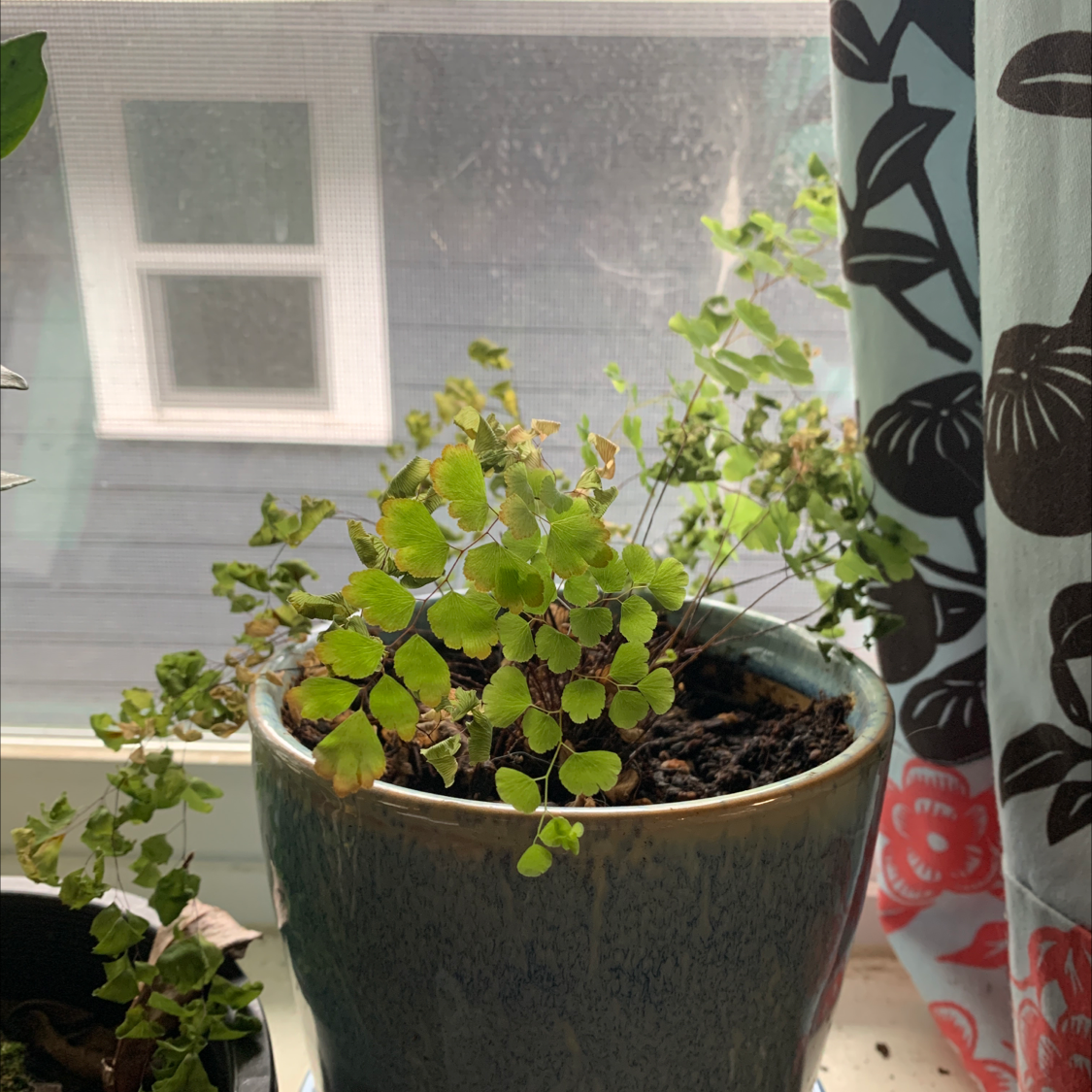 Maidenhair Fern in a pot on a windowsill with some yellowing and browning leaves.