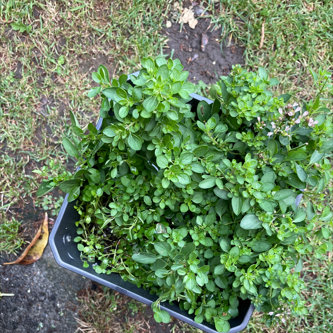Healthy Marjoram plant in a pot with green leaves and some flowers.